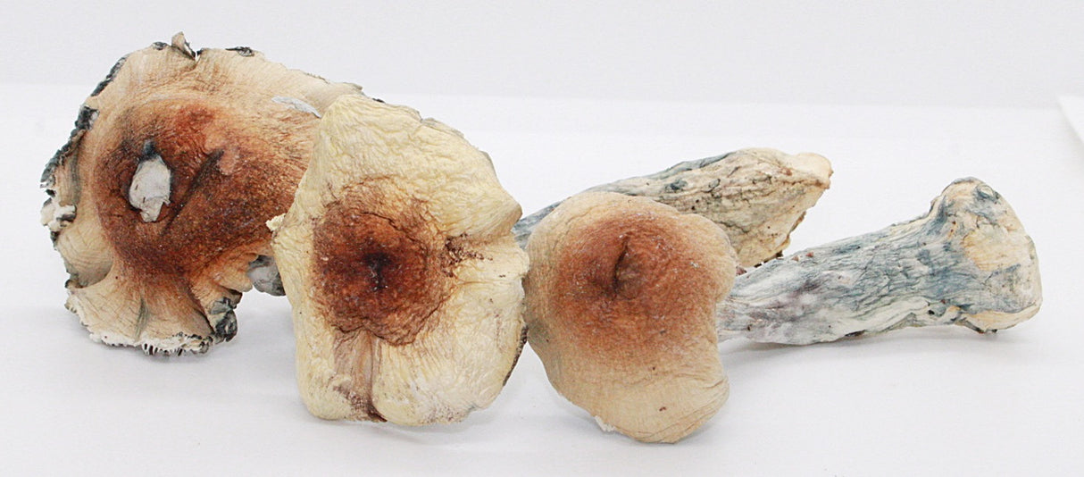 Psilocybin -Mushrooms Moon Shadow