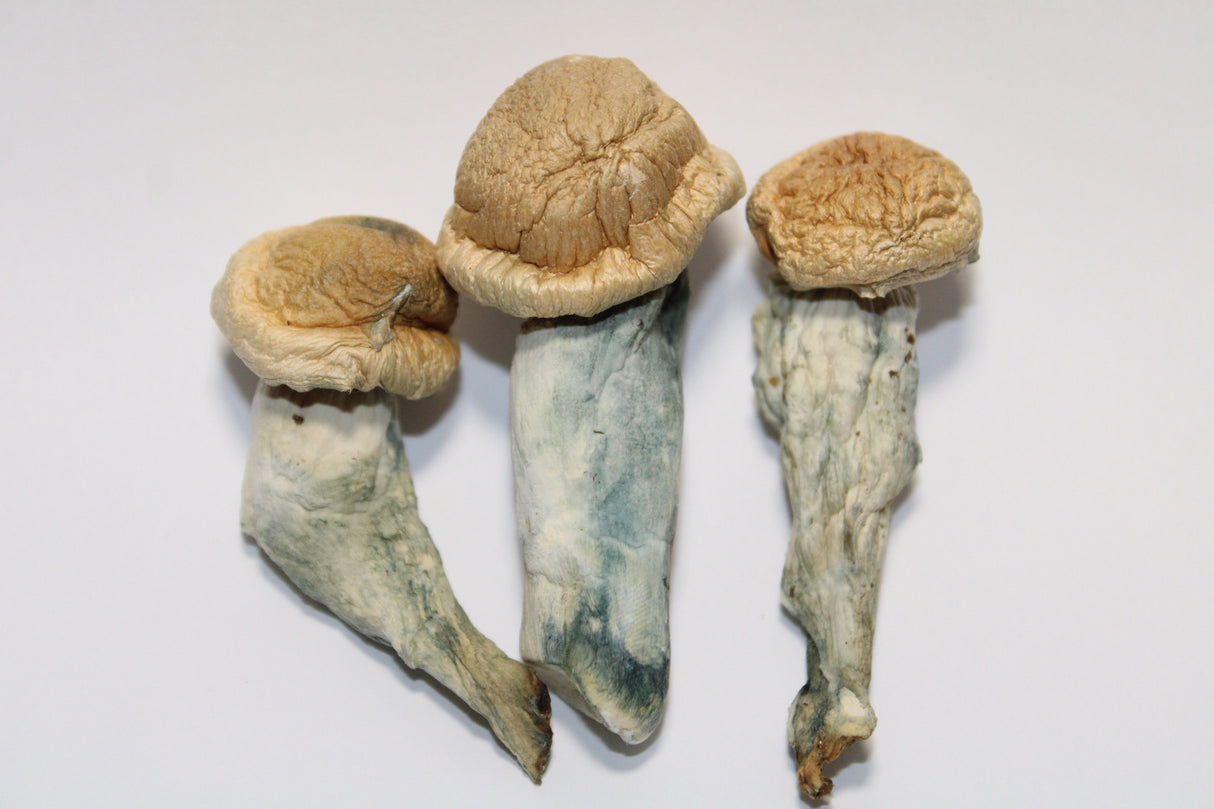 Psilocybin Mushrooms Penis Envy